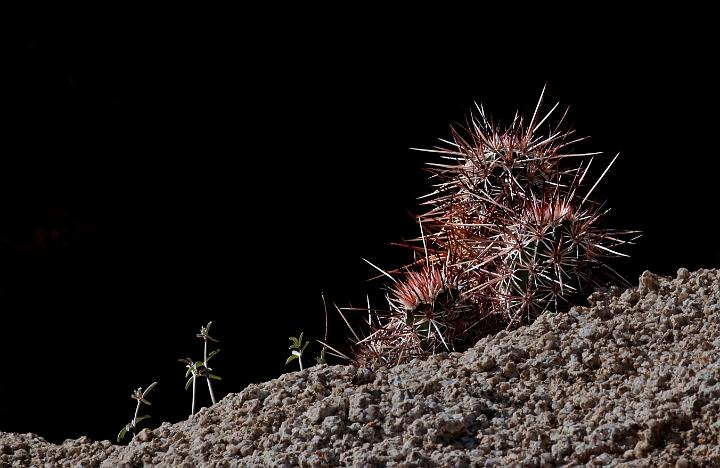 Cactus 1527.jpg - Copyright 2010 DonJacobson